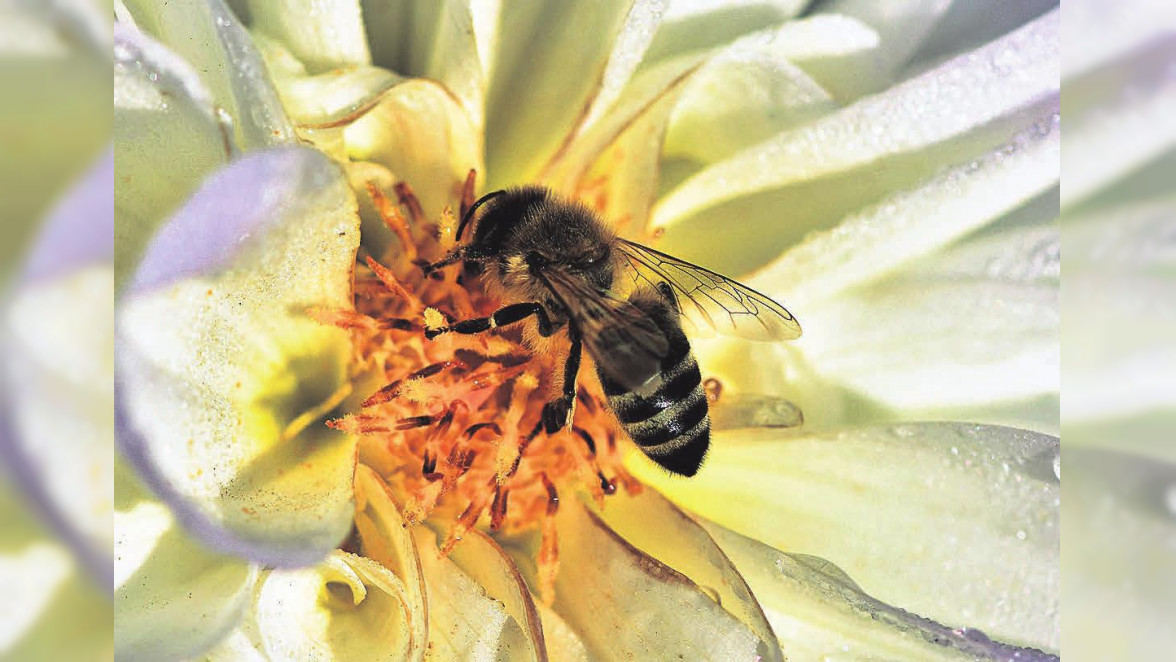 Wichtig: Den Garten bienenfreundlich anlegen