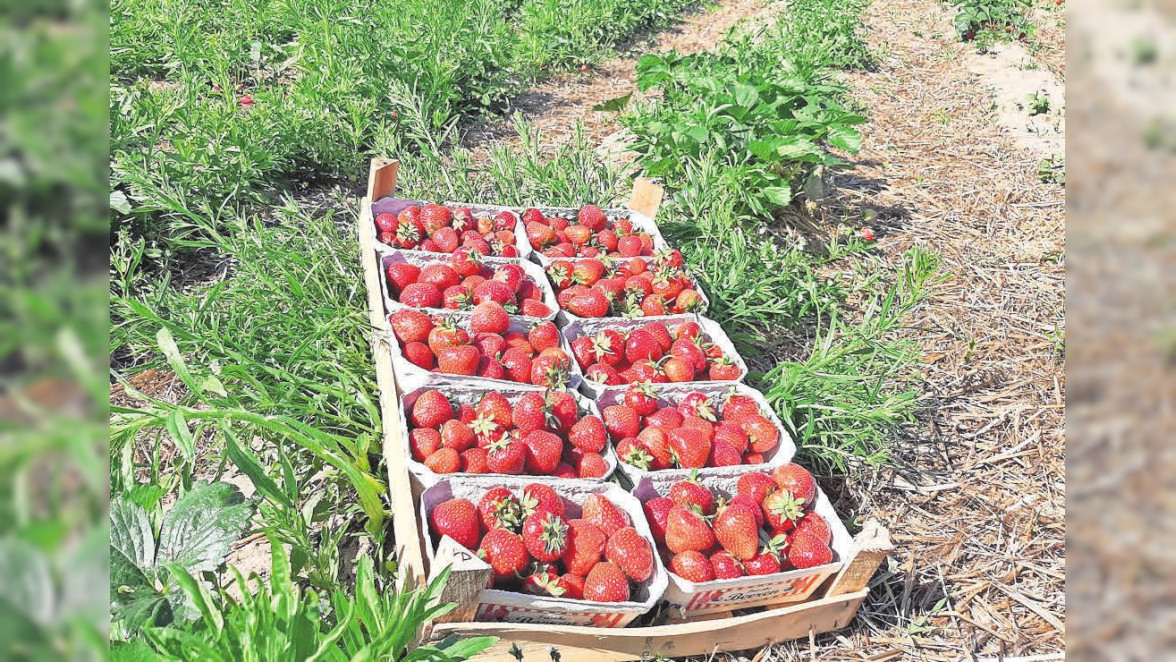 In Otze kommen Klassiker gut an: Erdbeeren des Erlebnishofs Lahmann