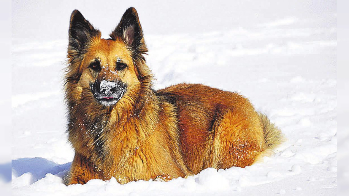 Tipps für Hundebesitzer, damit ihre Tiere gesund durch den Winter kommen