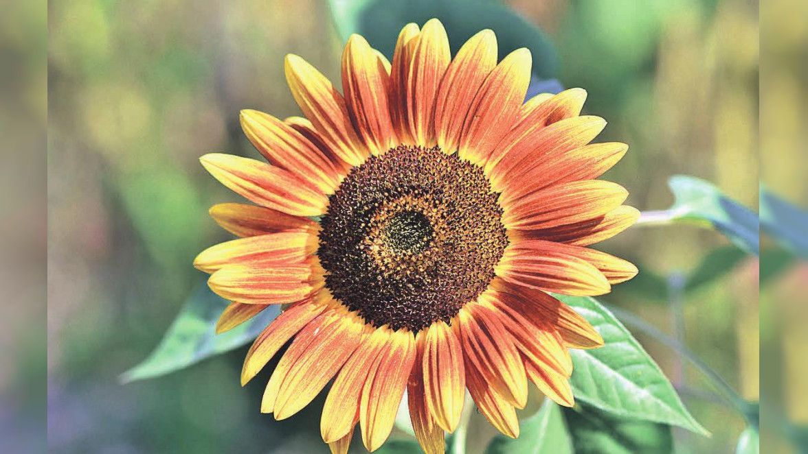 Sonnenblumen für den Garten: Im Sommer zeigen sie ihre Pracht