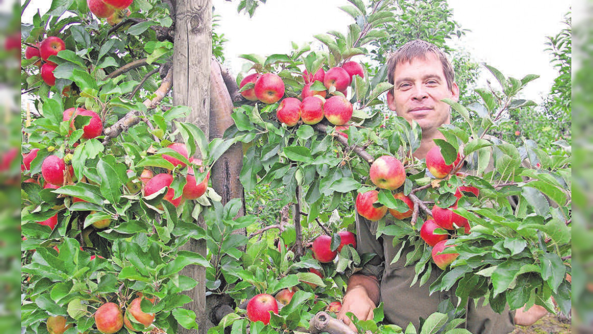 Beim Nöhrenhof kann man sich die Äpfel direkt vom Baum pflücken