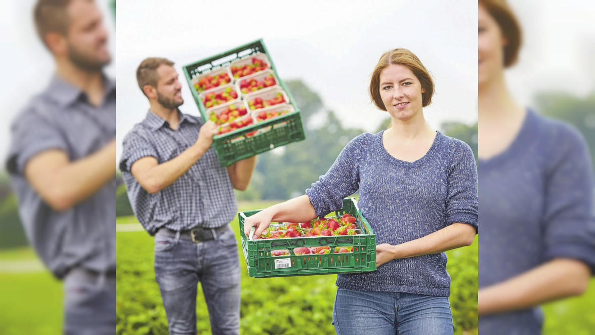 Gesund und lecker: Erdbeeren aus regionalem Anbau 