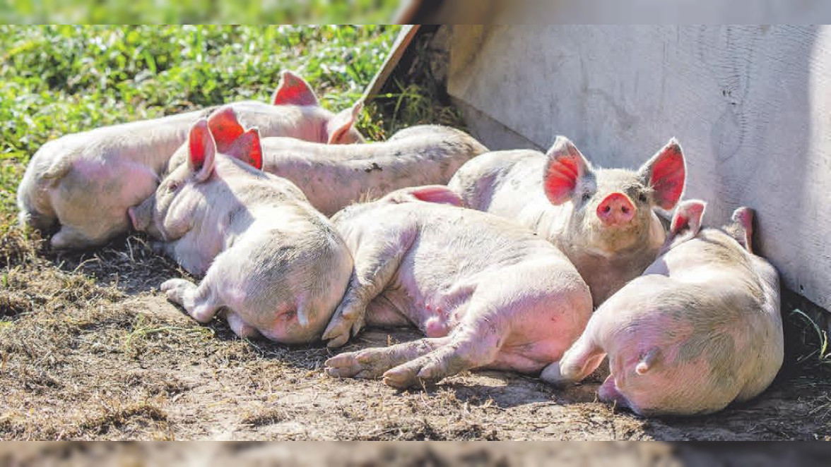 Fleischerei Müller in Oberg bei Peine: Saugutes Schweinefleisch und Spezialitäten