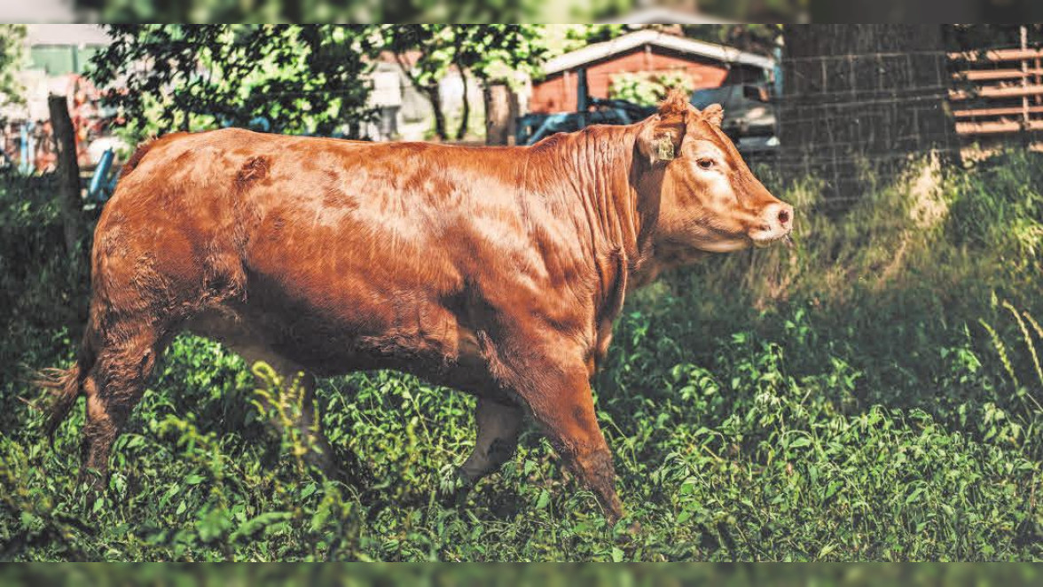 Feinstes Fleisch vom Limousin-Rind bei Lüddeke’s Hofladen in Ilsede 