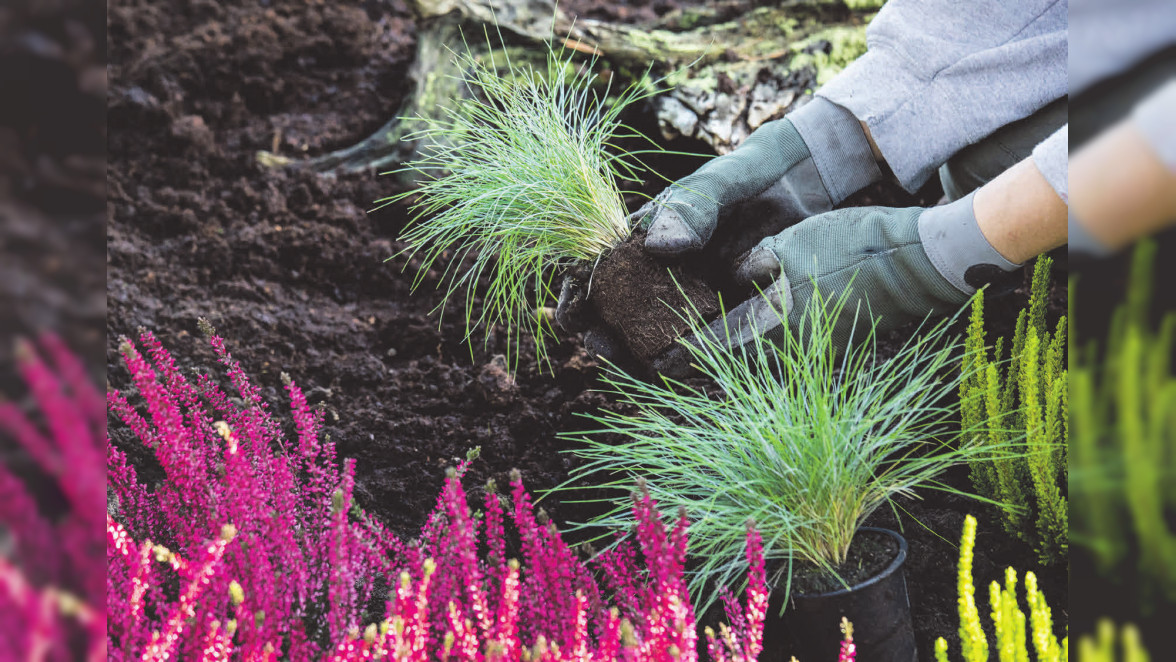 Vorfreude pflanzen: Gartenfreunde bereiten jetzt das Frühjahr vor