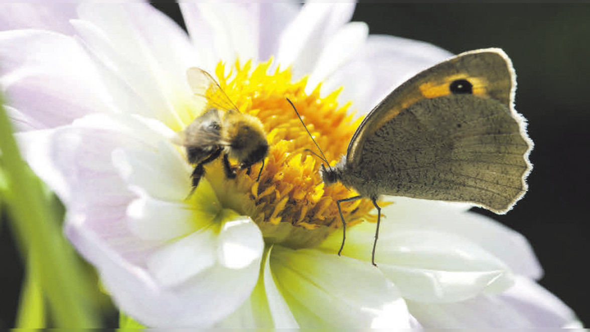 Zurück zur Natur: So gelingt die insektenfreundliche Gartengestaltung