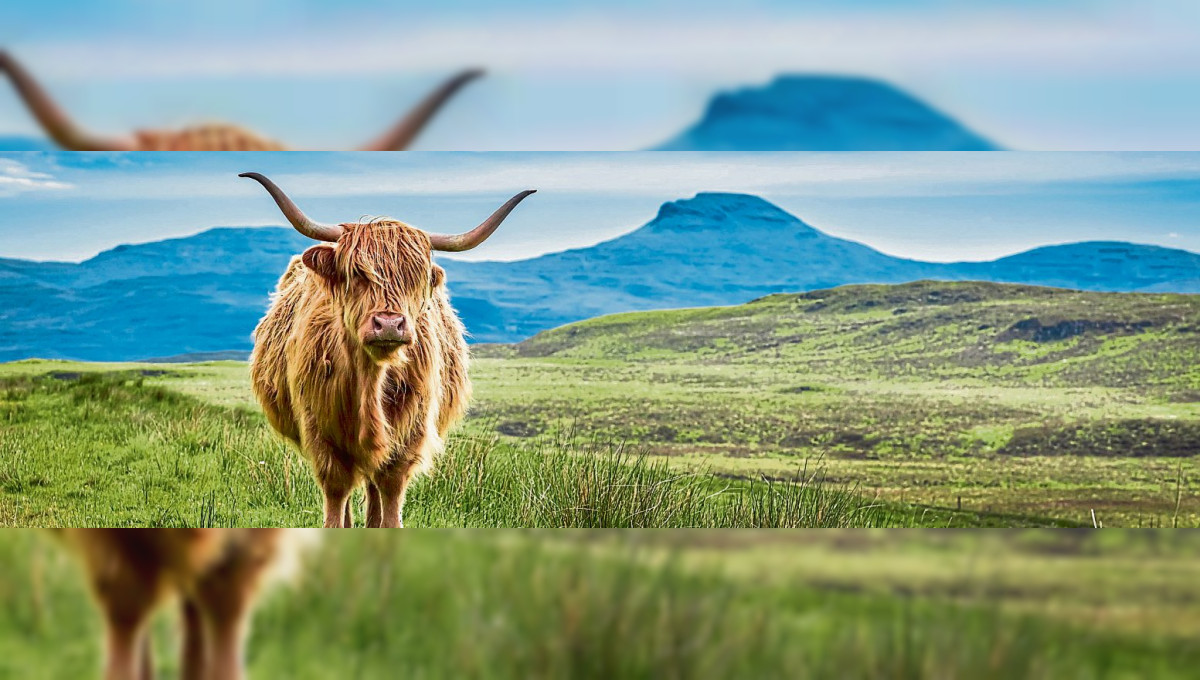 König's Reisen: Schottland - Natur und Kultur - Pur!