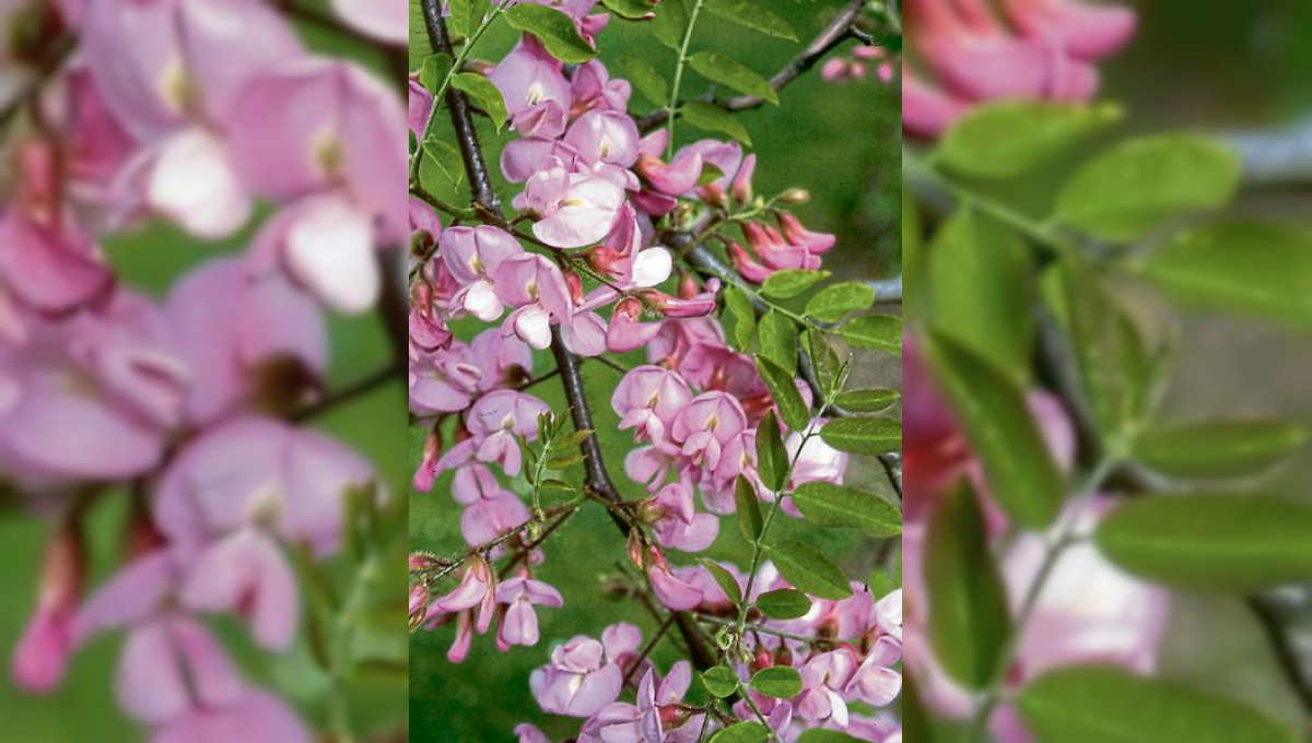 Diese Blütengehölze tun Menschen und Insekten gut