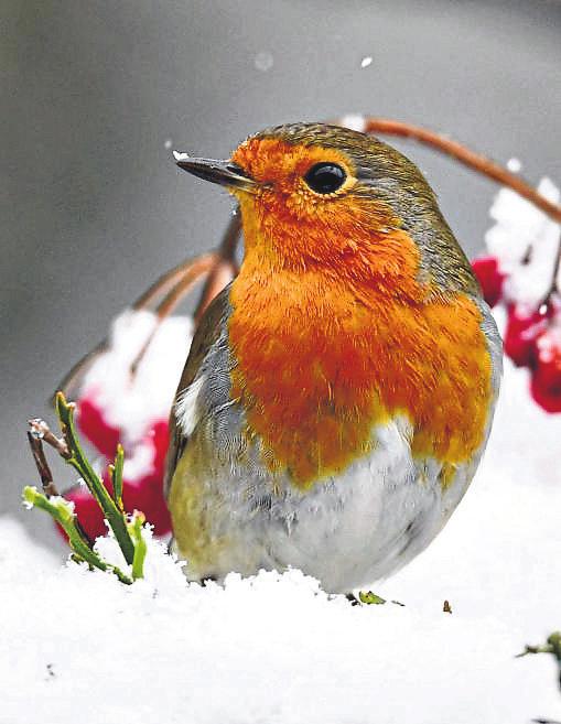 Ein winterliches Festmahl für heimische Vögel-2