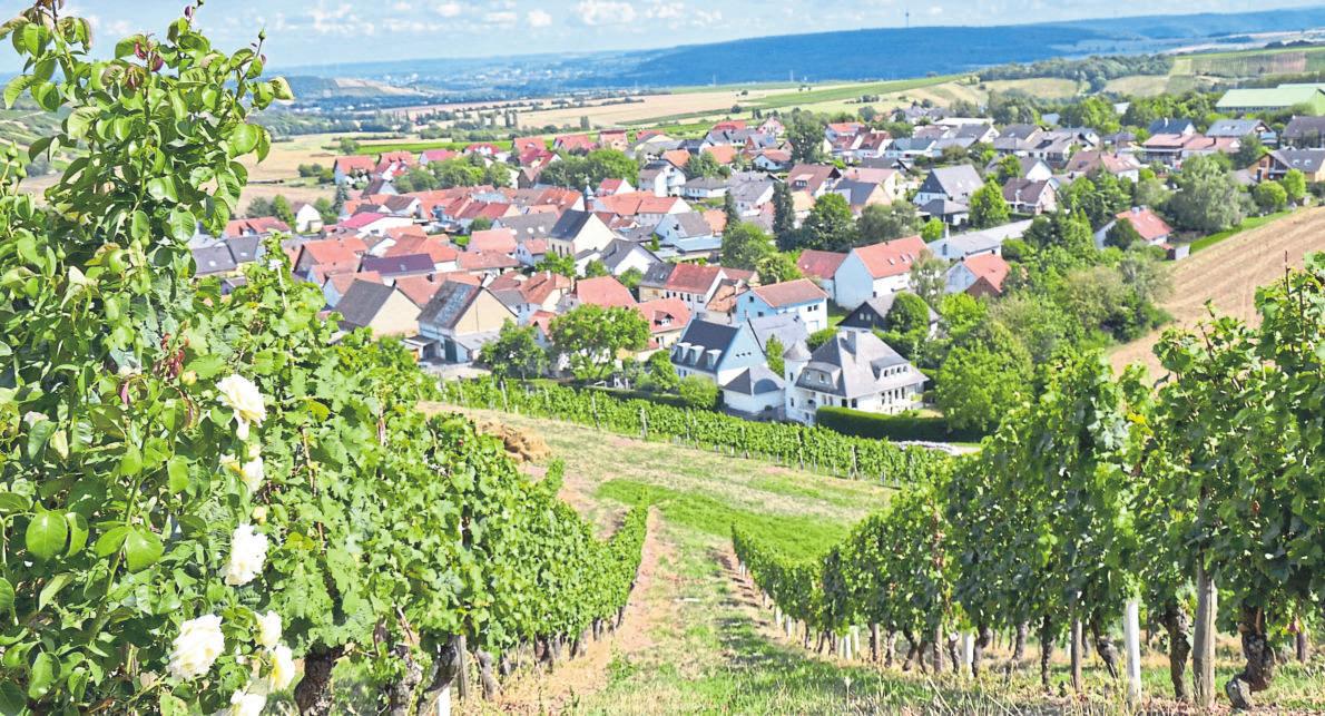 Wein-Wandern in Sommerloch