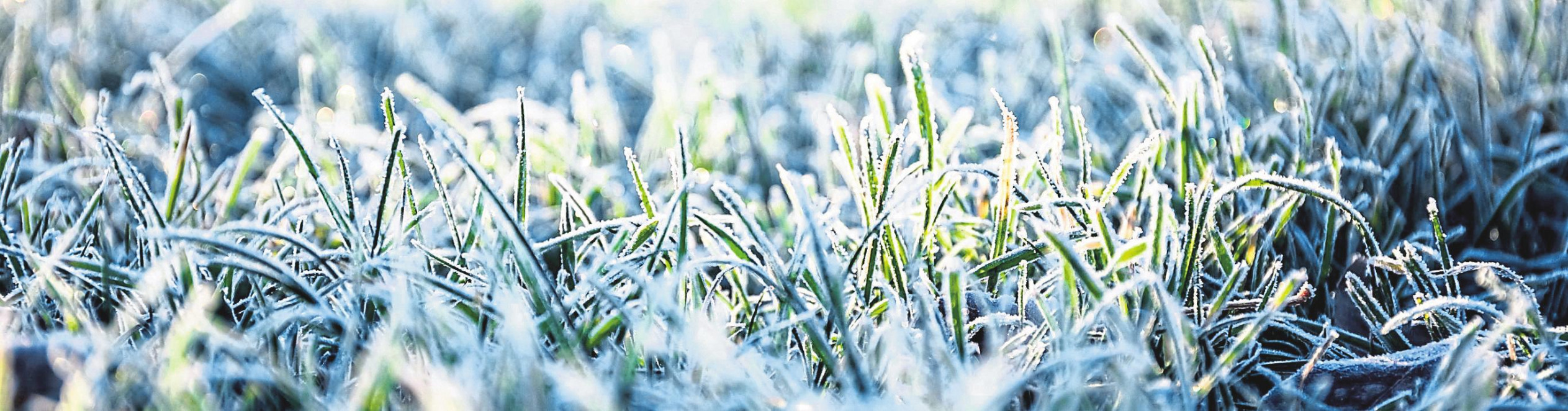 Herbstliche Pflege für den Rasen