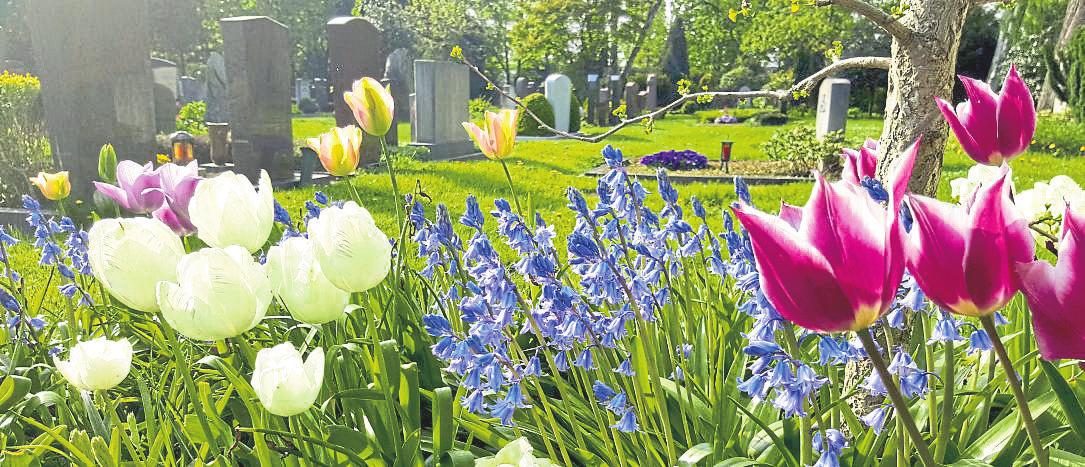 Zwiebelblumen: Eine Freude auf dem Friedhof