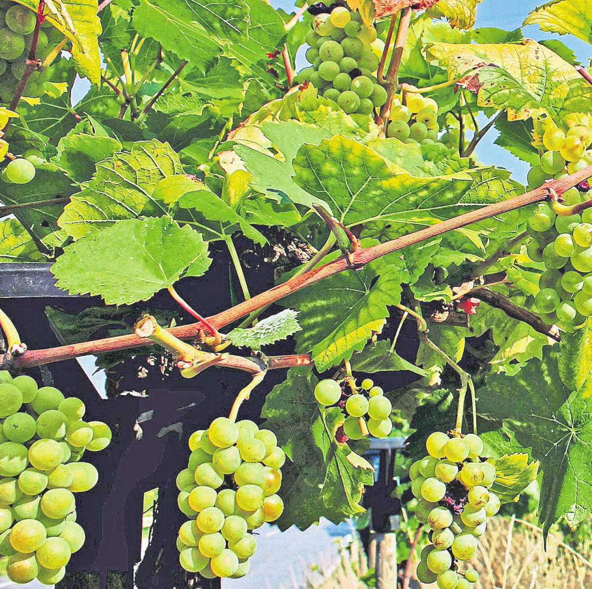 50. Koblenzer Weinfest im Stadtteil Lay Frei nach dem Motto: Jetzt erst recht!-7