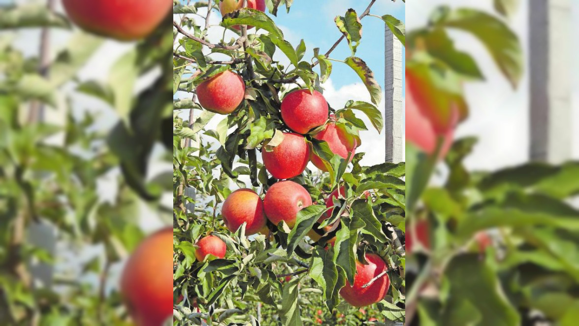 Apfelprobiertage in Wachenheim und Niederkirchen: Sortenvielfalt entdecken