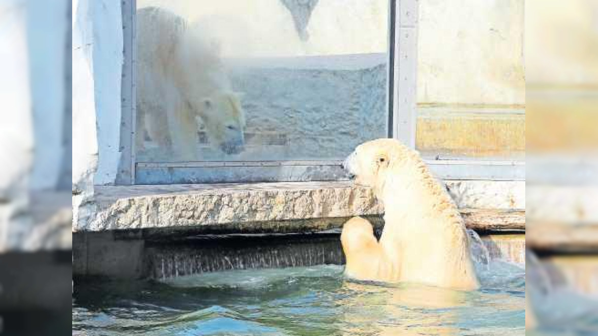 Wieder zwei Eisbären im Zoo