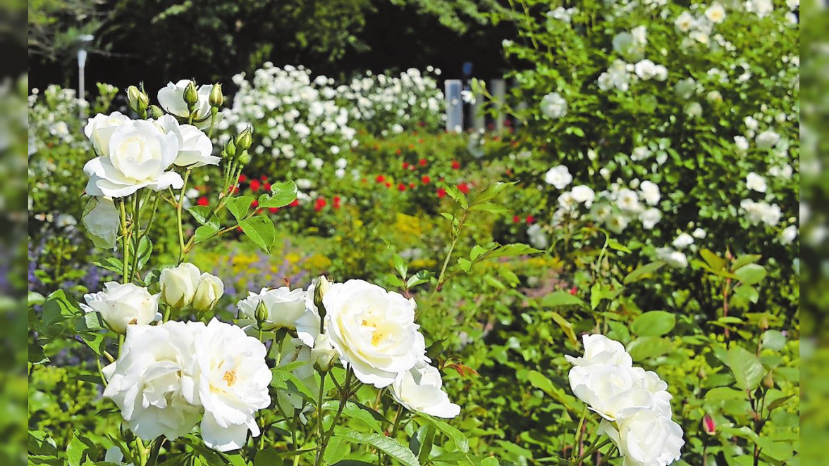 Rosarium: Wildromantische Rosenblüte im Herzogenriedpark