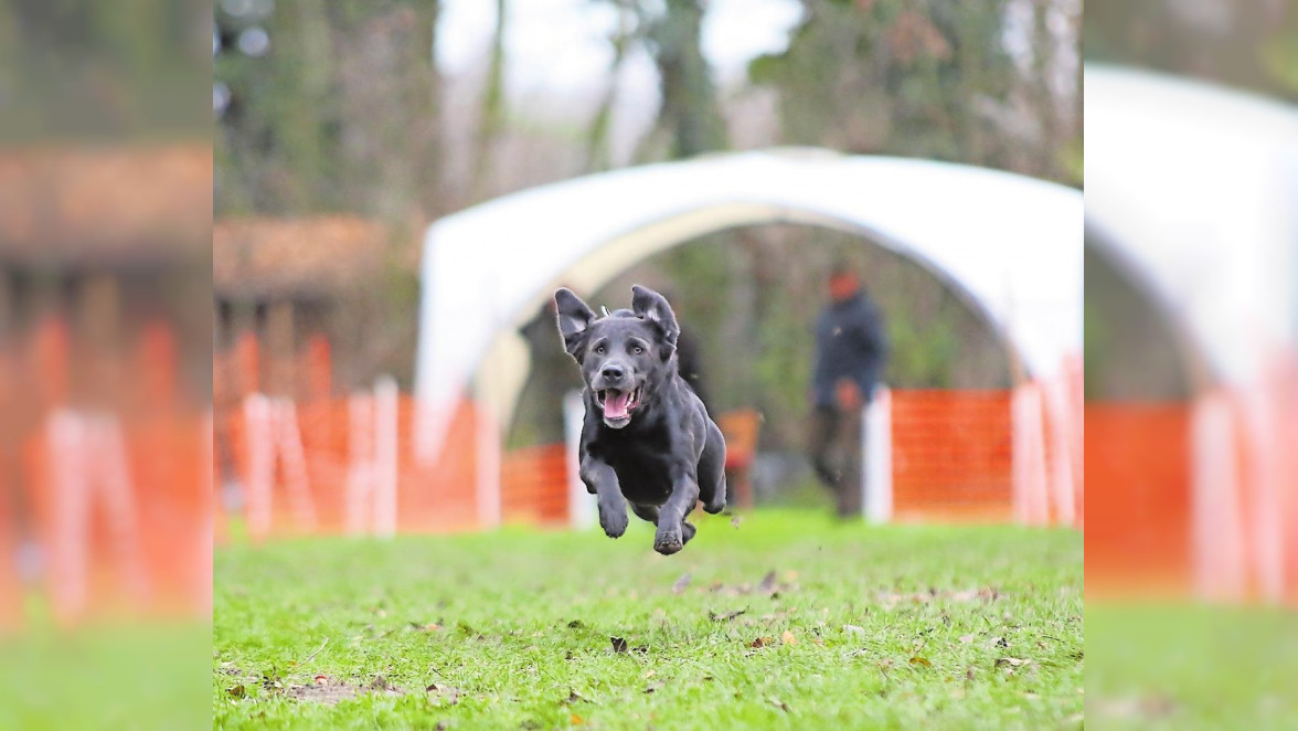 „Uns ist jeder Hund willkommen“