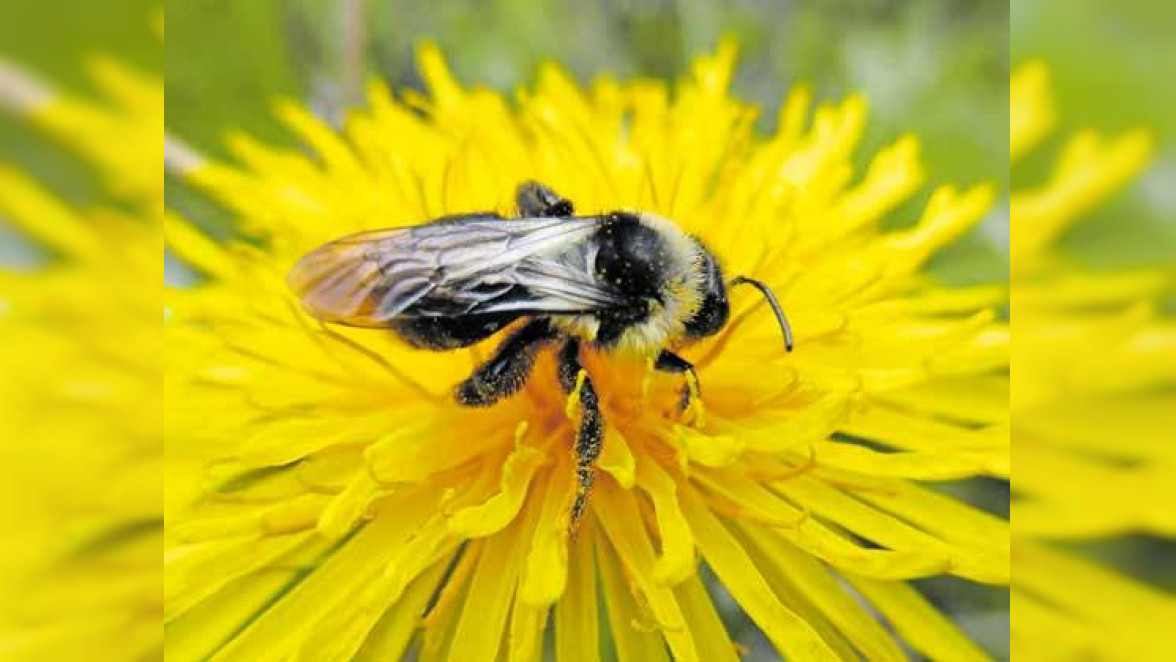 Ohne bienen - Ohne uns! Aktiver Artenschutz betrifft uns alle