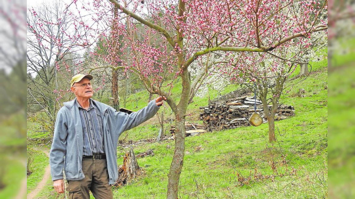 Obstwiesen locken