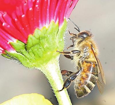 Mit Bienen leben-3