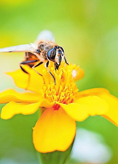 Für mehr Insektenvielfalt-2