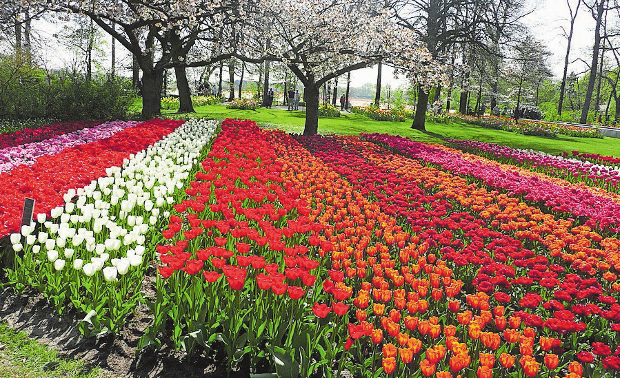 Carreisen; Tulpenblüte in Holland