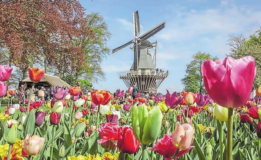 Carreisen: Tulpenblüte in Holland