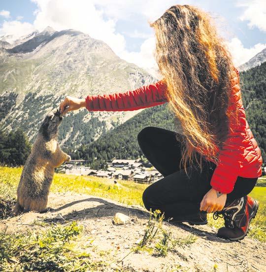 Besuchen Sie die Saaser Murmeltiere