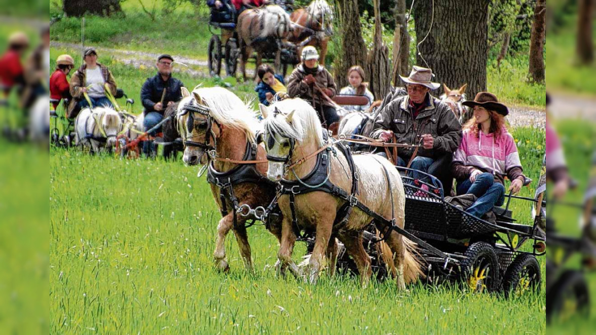 Die Altmark: Hochburg der Pferdezucht