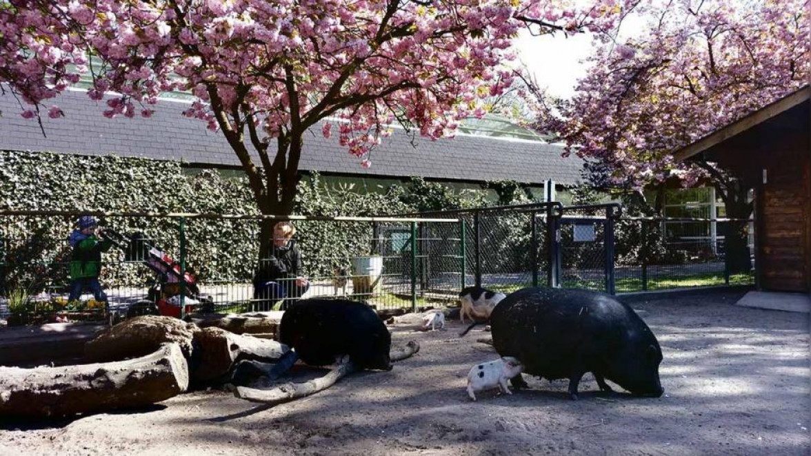 Minischweine warten auf Streicheleinheiten