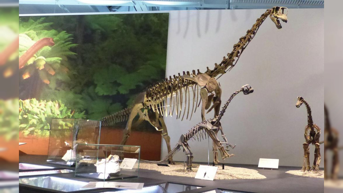 Dinosaurier-Fund ist jetzt in einer Sonderausstellung zu sehen 