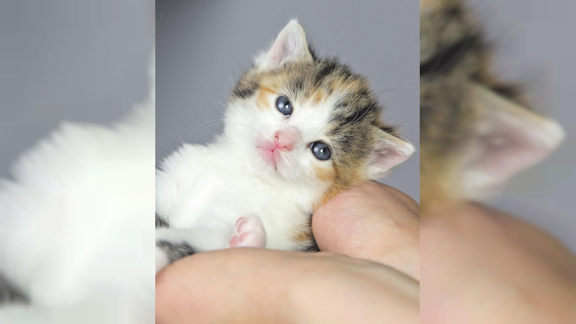 Tierhilfe Wolfsburg: Ärztliche Versorgung für Katzenbabys