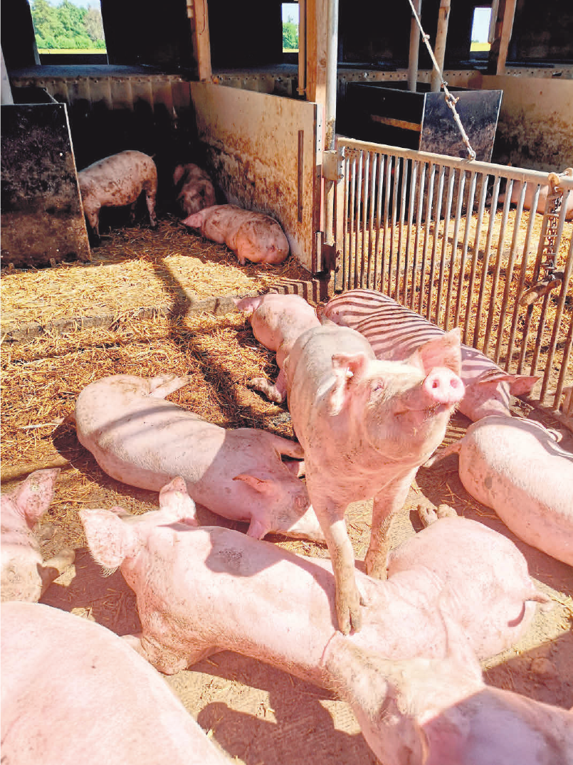 Strohschweine“ haben mehr Platz und Sonne. Foto: Edeka