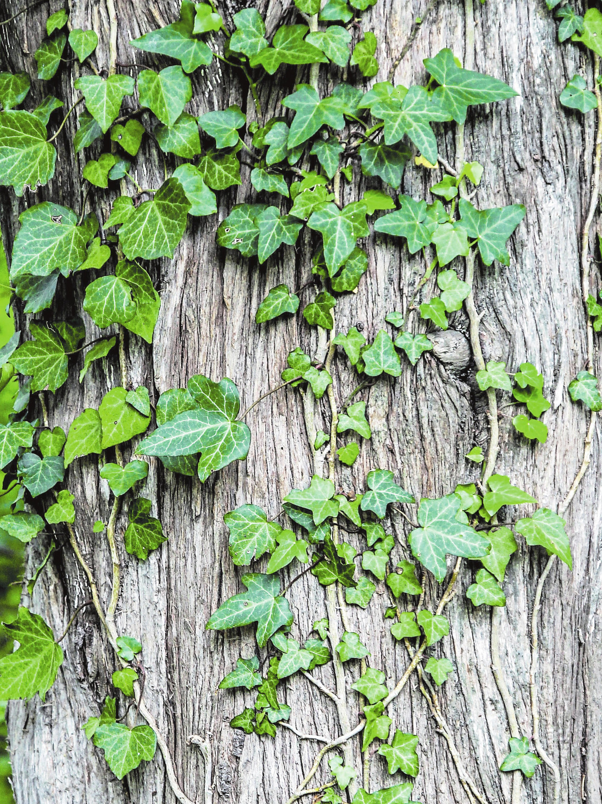 Wie pflanze ich einen Baum?-2