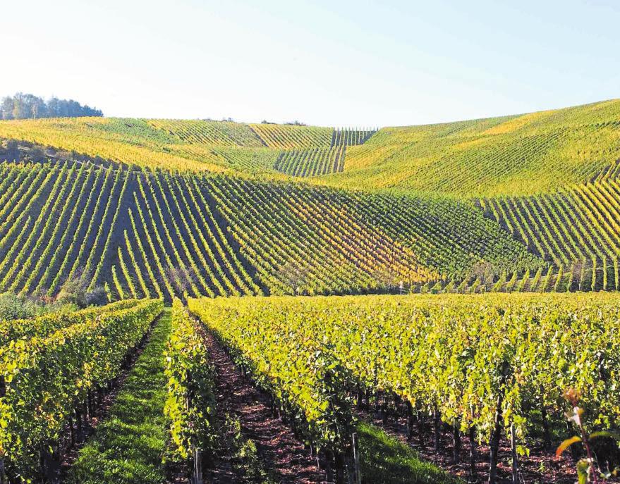 «Le vignoble luxembourgeois est mon préféré»-4