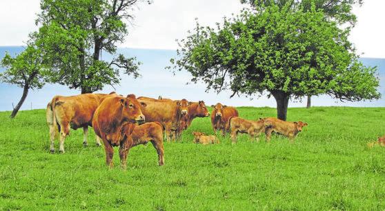 Un label pour l’excellente viande d’agneau locale-4