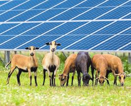 Solarparks sind besser als ihr Ruf-2