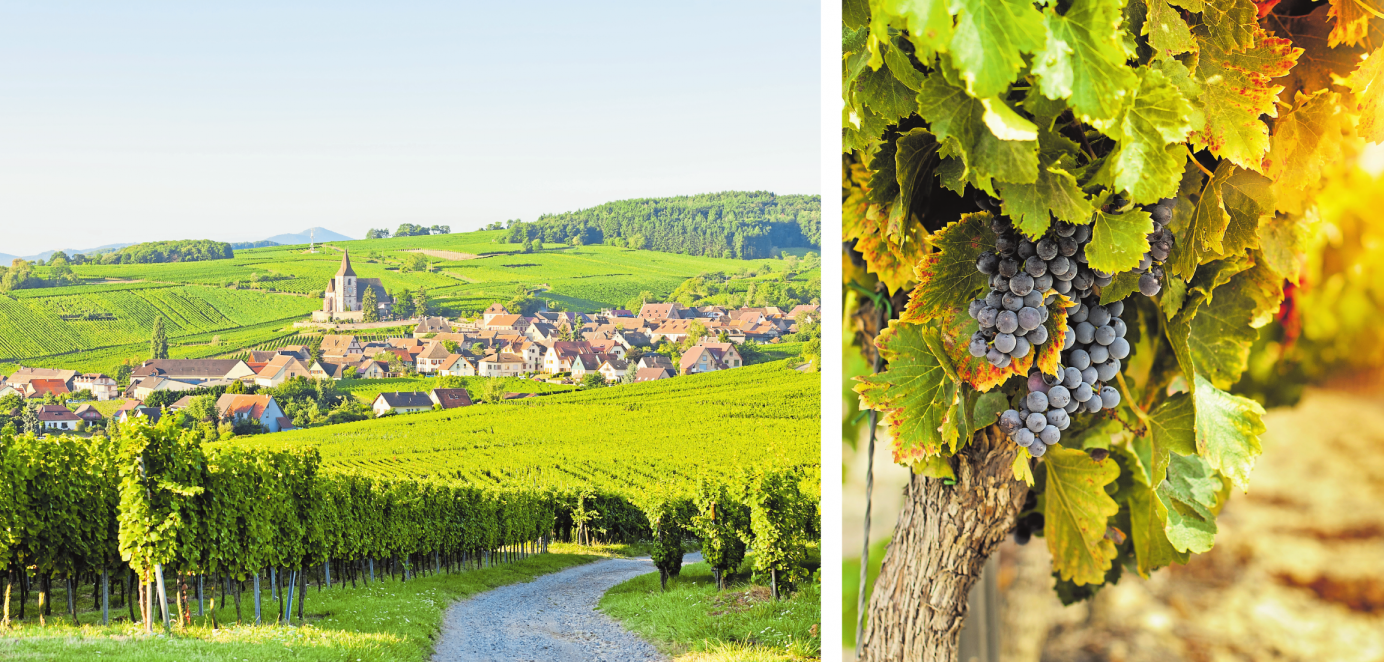 Le grand rendez-vous des amateurs de vins français-2