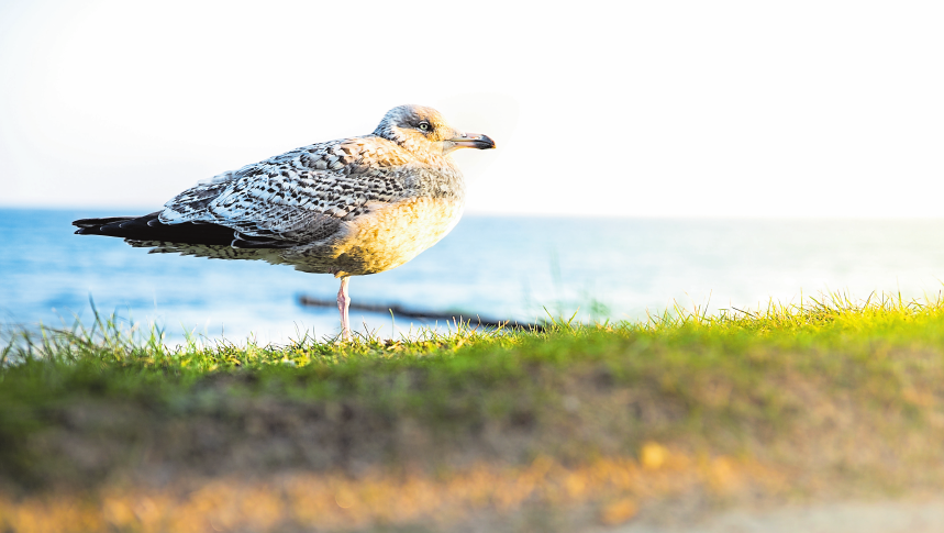 Die „Kühlung“ an den Ostseebädern-2