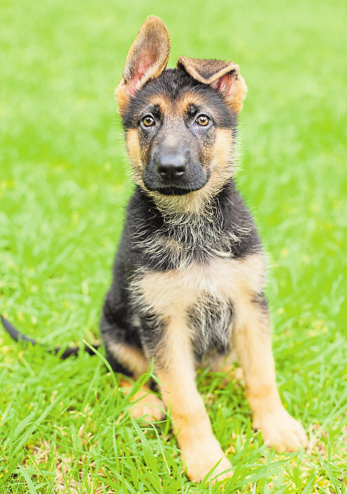 Was der Frühling für Hunde bereithält-2