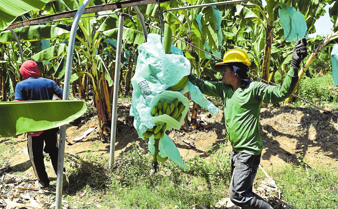 Un projet-pilote dans le plus pur esprit Fairtrade-6