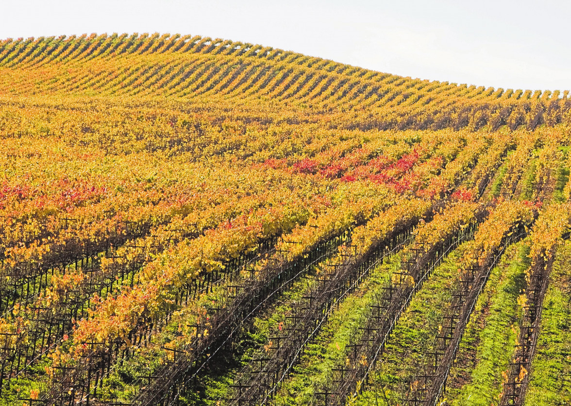 Le grand rendez-vous des amateurs de vins français-4