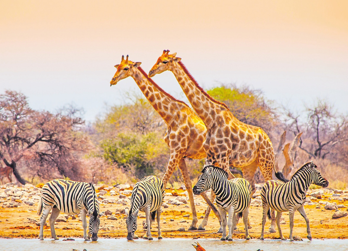 Abenteuer Afrika – Sehnsucht Zug-2