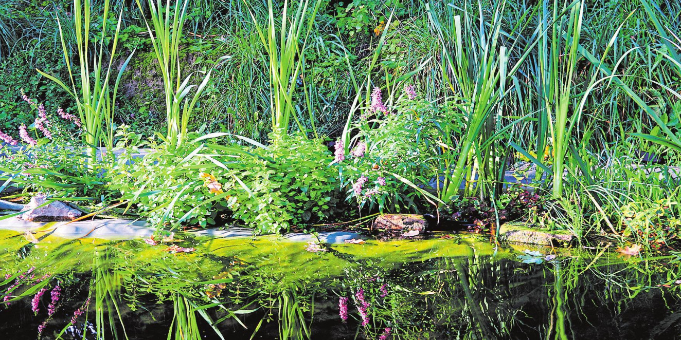 Baden im eigenen Ökosystem-2