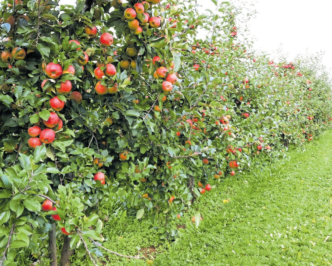 Fruchtig frisch in den Herbst-4