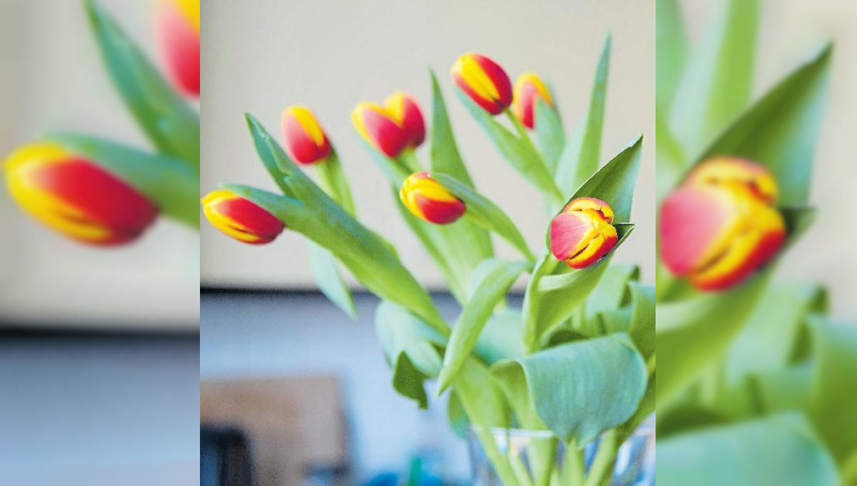 Tulpen länger frisch halten