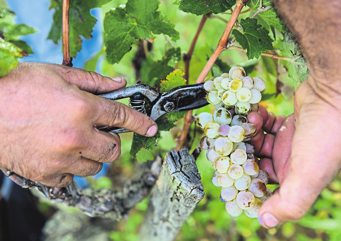 Le festival très attendu des amateurs et des connaisseurs du vin-6