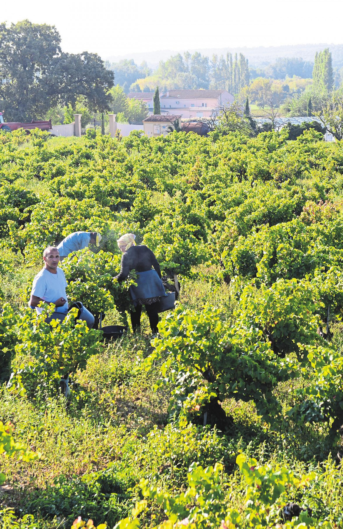 Le festival très attendu des amateurs et des connaisseurs du vin-5