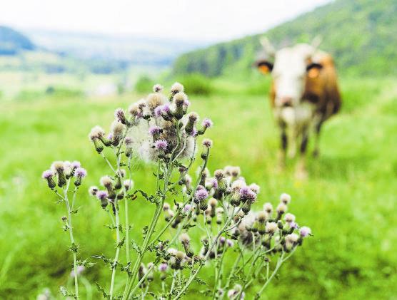 Internationaler Tag der biologischen Vielfalt-3