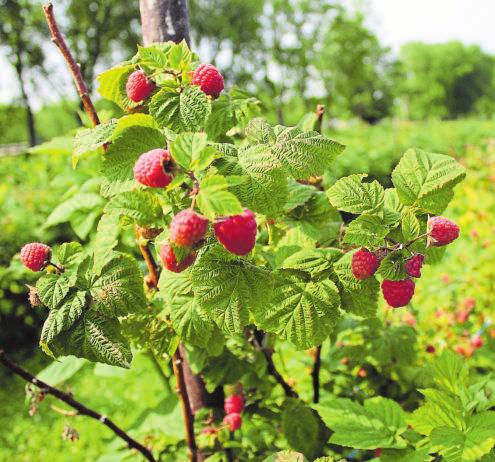 Des arbres de vie dans le jardin d'été!-2